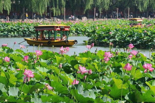 荷花展