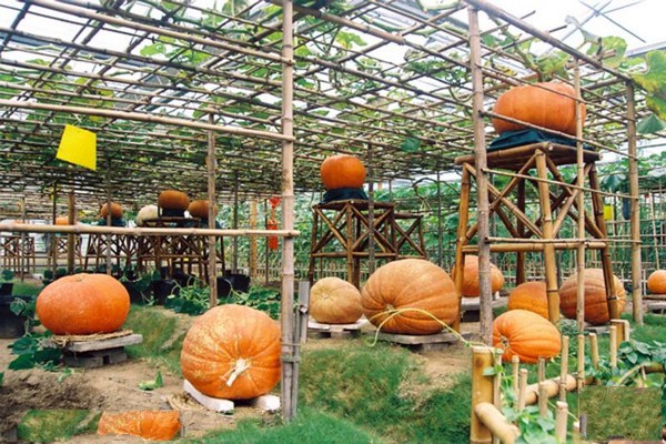 北京•北京世界花卉大观园