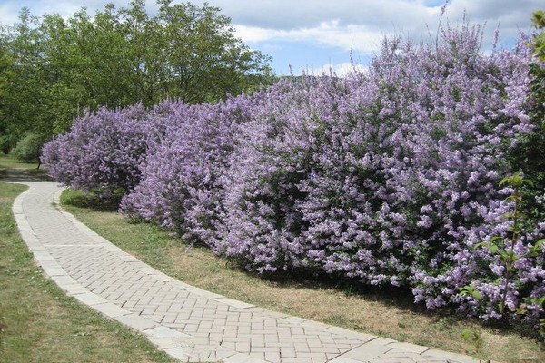 丁香园与碧桃园