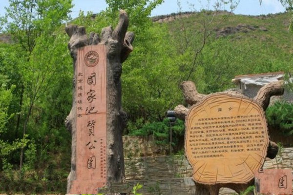 硅化木地质公园