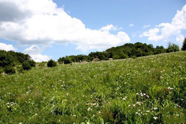 百花山草甸