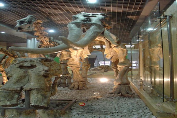 《古哺乳动物》