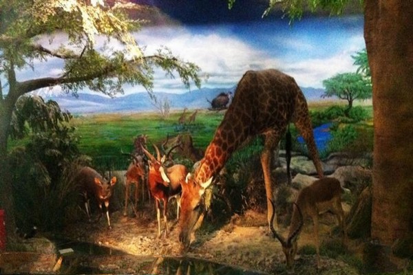 “神奇的非洲”