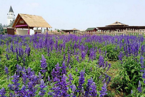 蓝调薰衣草园