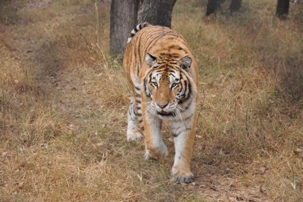 北京•北京野生动物园