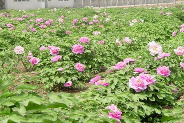 牡丹园