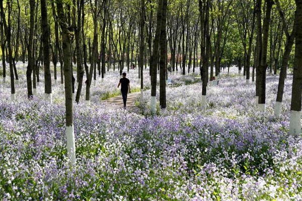 北京•将府公园