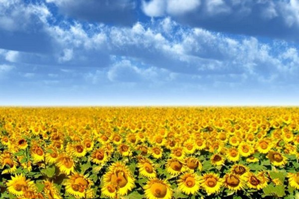 向日葵花海