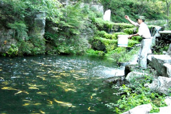 虹鳟鱼养殖基地