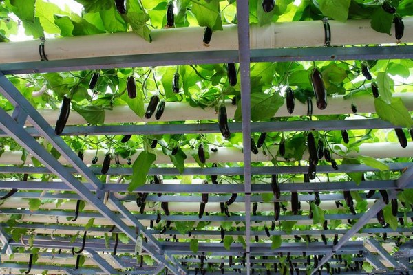 北京•昌平北京农业嘉年华草莓博览园