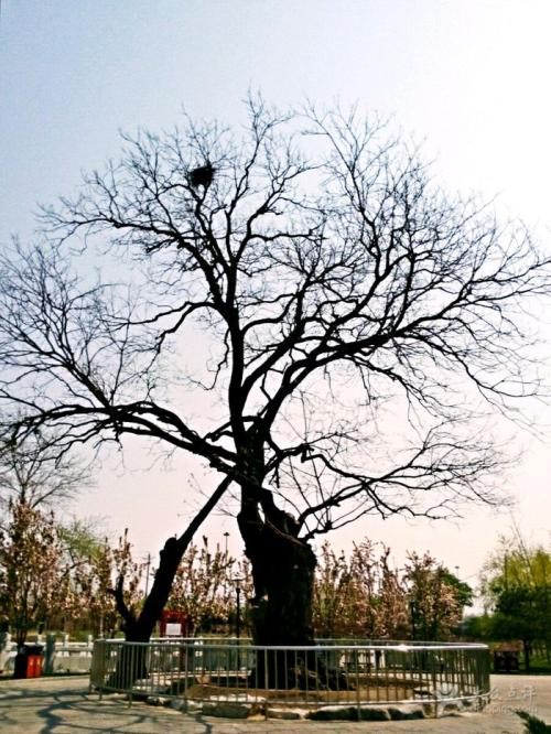 北京•大望京公园