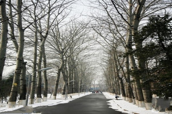 林荫道雪景