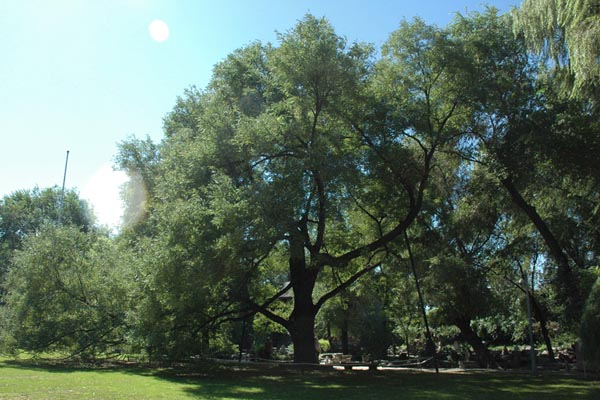 北京•北京宋庆龄故居•凤凰国槐