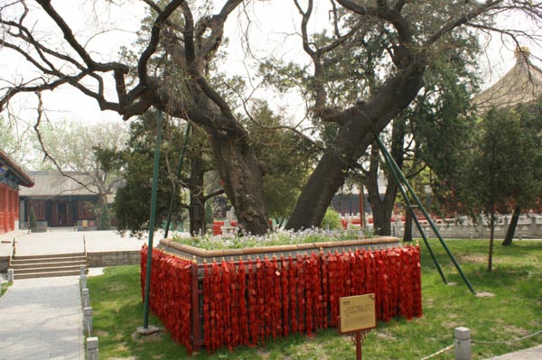 北京•孔庙和国子监博物馆•复苏槐与罗锅槐