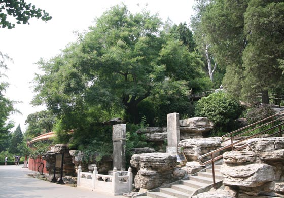 北京•景山公园•崇祯皇帝自缢处