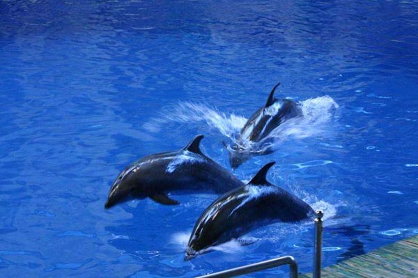 北京•北京海洋馆•鲸豚湾