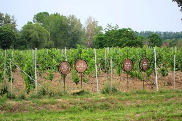 北京•世界葡萄博览园•葡萄园