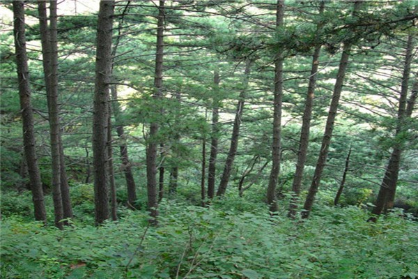 北京•北京松山国家森林公园•天然油松林