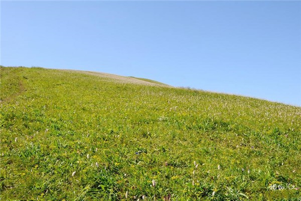 北京•北京松山国家森林公园•海坨山草甸