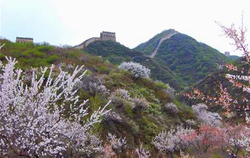 北京•八达岭•杏花坡